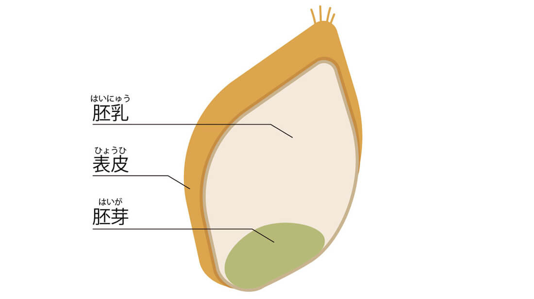 小麦の構造についてのイラスト